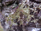 Platismatia stenophylla image