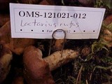 Lactarius rufus image