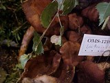 Lactarius rufus image