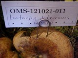 Lactarius deterrimus image