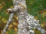 Xanthomendoza hasseana image