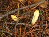 Neolecta irregularis image