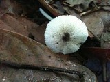 Leucocoprinus brebissonii image