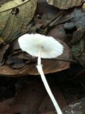 Leucocoprinus brebissonii image