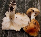 Hygrophorus subsalmonius image