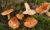 Hygrophorus subsalmonius image