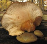 Sarcomyxa serotina image