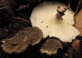 Polyporus brumalis image