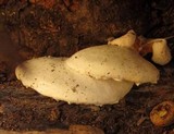 Ossicaulis lignatilis image