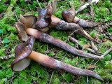 Phaeocollybia benzokauffmanii image