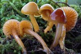 Hygrocybe psittacina var. perplexa image