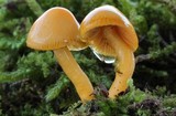Hygrocybe psittacina var. perplexa image