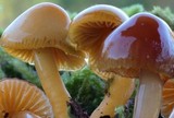 Hygrocybe psittacina var. perplexa image