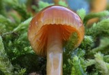 Hygrocybe psittacina var. perplexa image