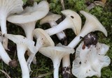 Hygrocybe virginea var. virginea image