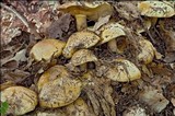 Cortinarius sebaceus image