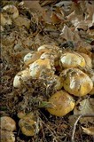 Cortinarius sebaceus image