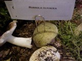 Russula olivacea image