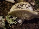 Russula olivacea image
