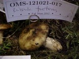 Russula foetens image