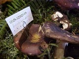 Russula xerampelina image