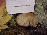 Gymnopilus punctifolius image