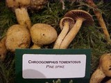 Chroogomphus tomentosus image