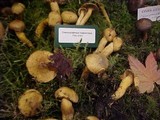 Chroogomphus tomentosus image
