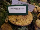 Chroogomphus tomentosus image