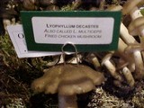 Lyophyllum decastes image