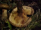 Paxillus involutus image