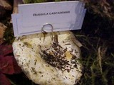 Russula cascadensis image