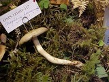 Stropharia hornemannii image