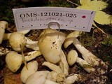 Hypsizygus marmoreus image