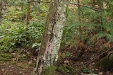 Chondrostereum purpureum image