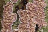 Chondrostereum purpureum image