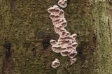 Chondrostereum purpureum image