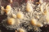 Peniophora aurantiaca image