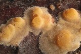 Peniophora aurantiaca image