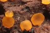 Orbilia delicatula image