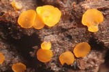 Orbilia delicatula image