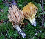 Ramaria sandaracina image