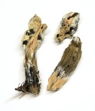 Hypomyces cervinigenus image
