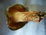 Paxillus involutus image