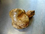 Paxillus involutus image