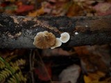 Crepidotus versutus image