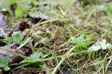 Psilocybe semilanceata image
