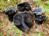 Russula dissimulans image