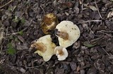 Gyroporus castaneus image