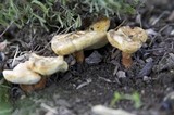 Gyroporus castaneus image